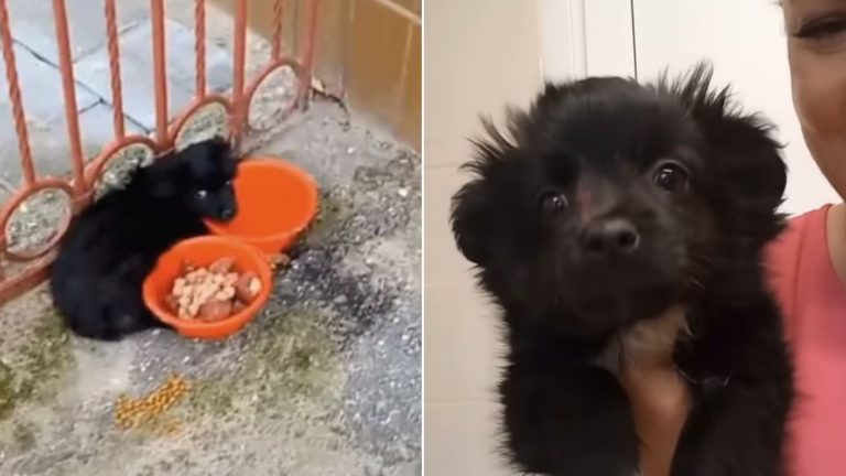abandoned puppy tied to a gate