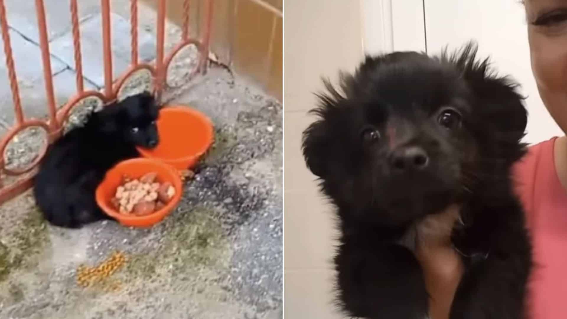 abandoned puppy tied to a gate