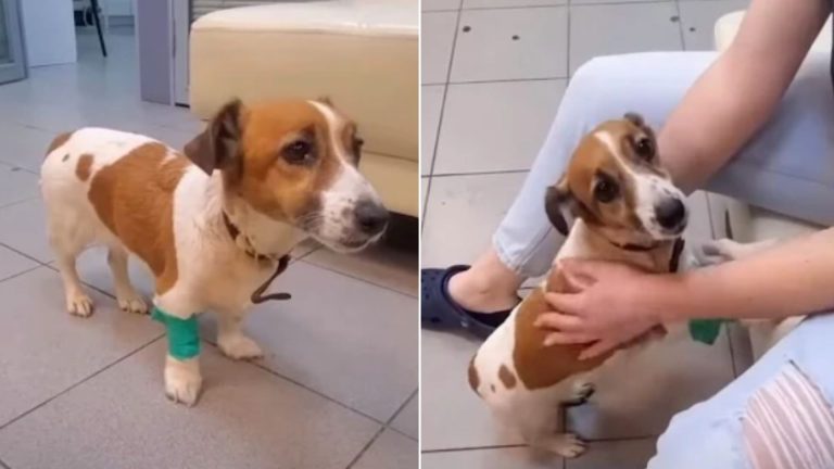 abandoned senior dog