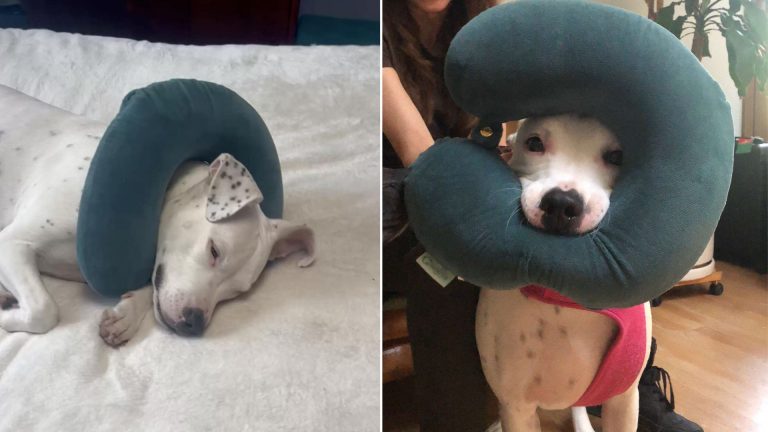 adopted deaf pittie