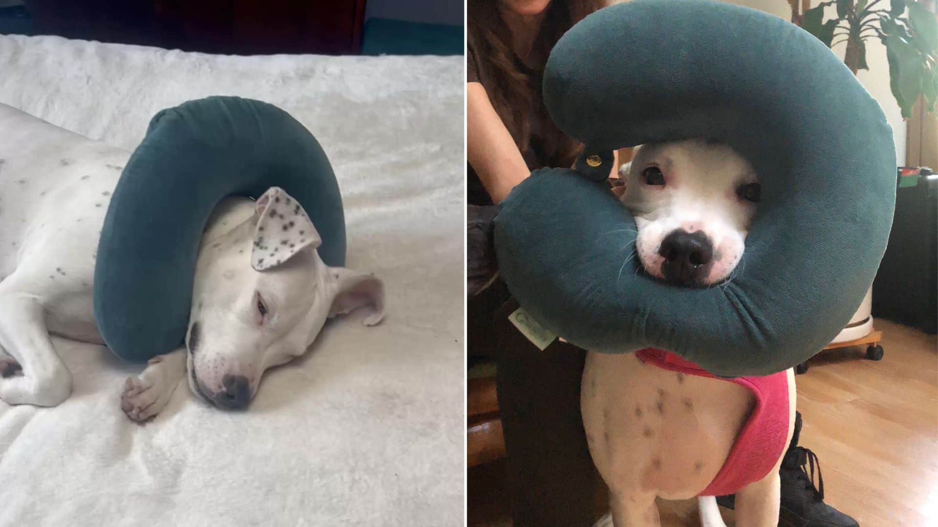 adopted deaf pittie