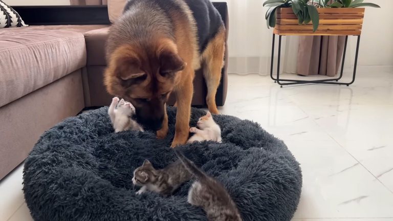 german shepherd gets confused when kittens invade his bed
