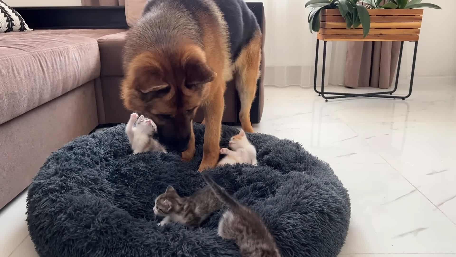 german shepherd gets confused when kittens invade his bed