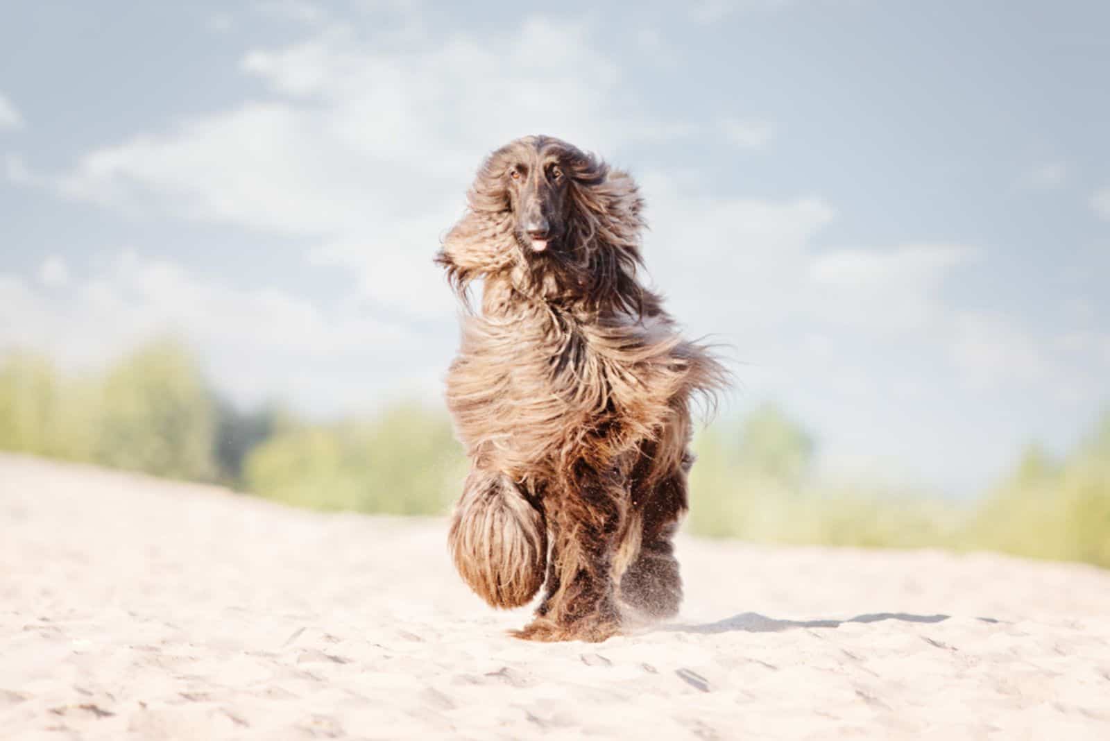 Afghan Hound Running