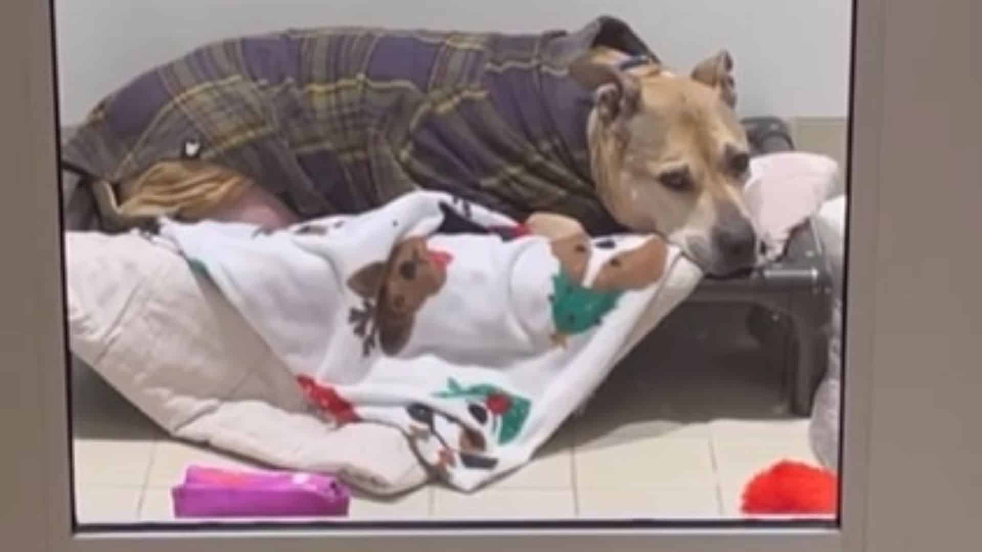 Senior Dog Battling With Cancer Gets Home After Almost 10 Years Of Solitude