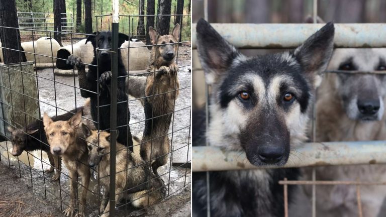 a lot of german shepherd dogs in a cage