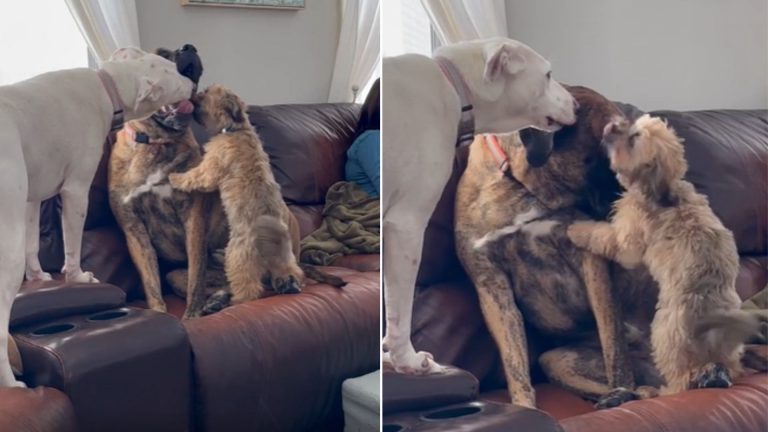 three dogs playing together on the couch
