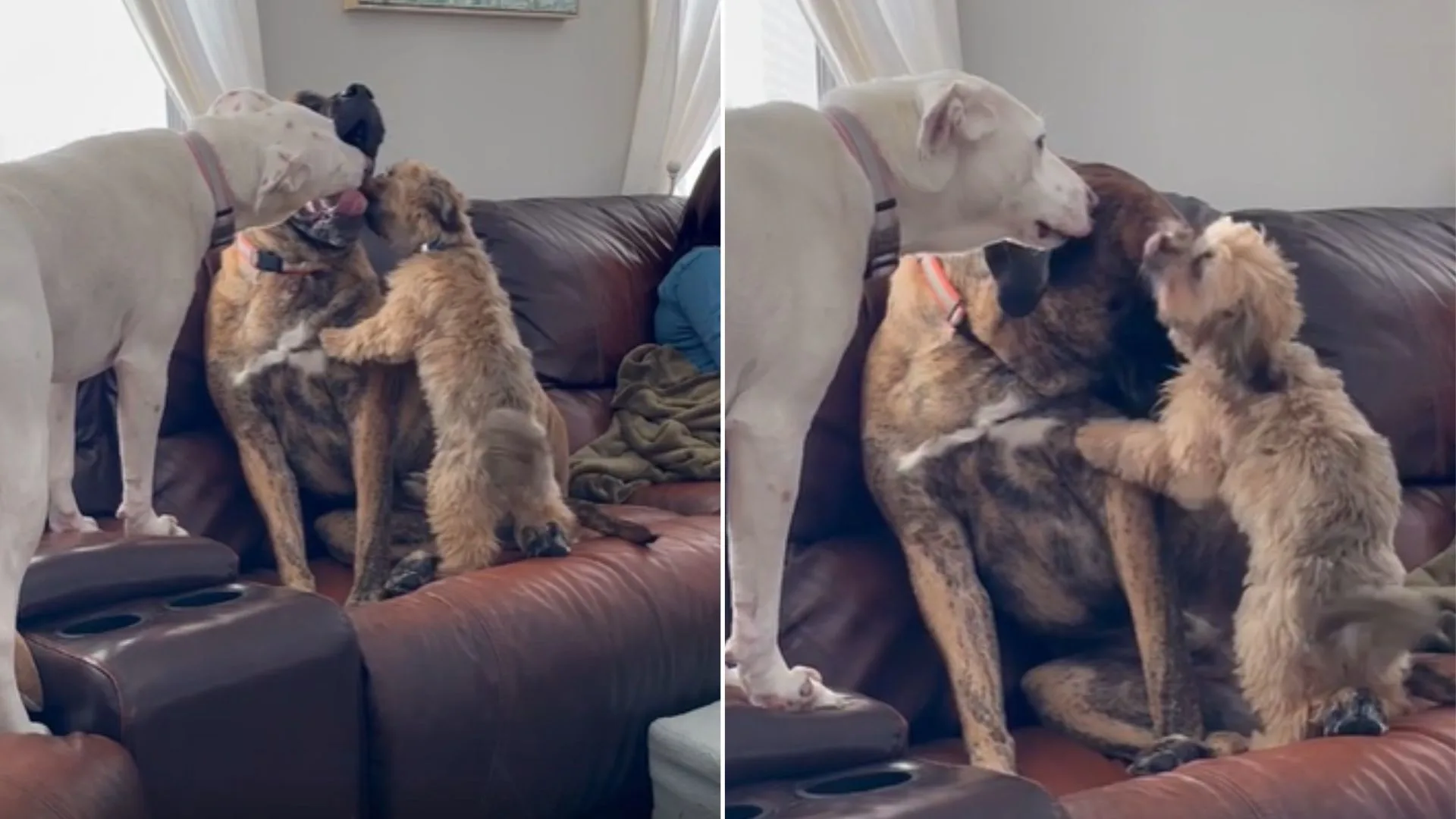 El perro maltratado, Rex, tiene los hermanos Pawfect que lo ayudarán a superar la ansiedad