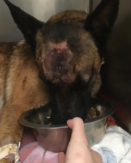 Belgian Malinois hurt eating from a bowl