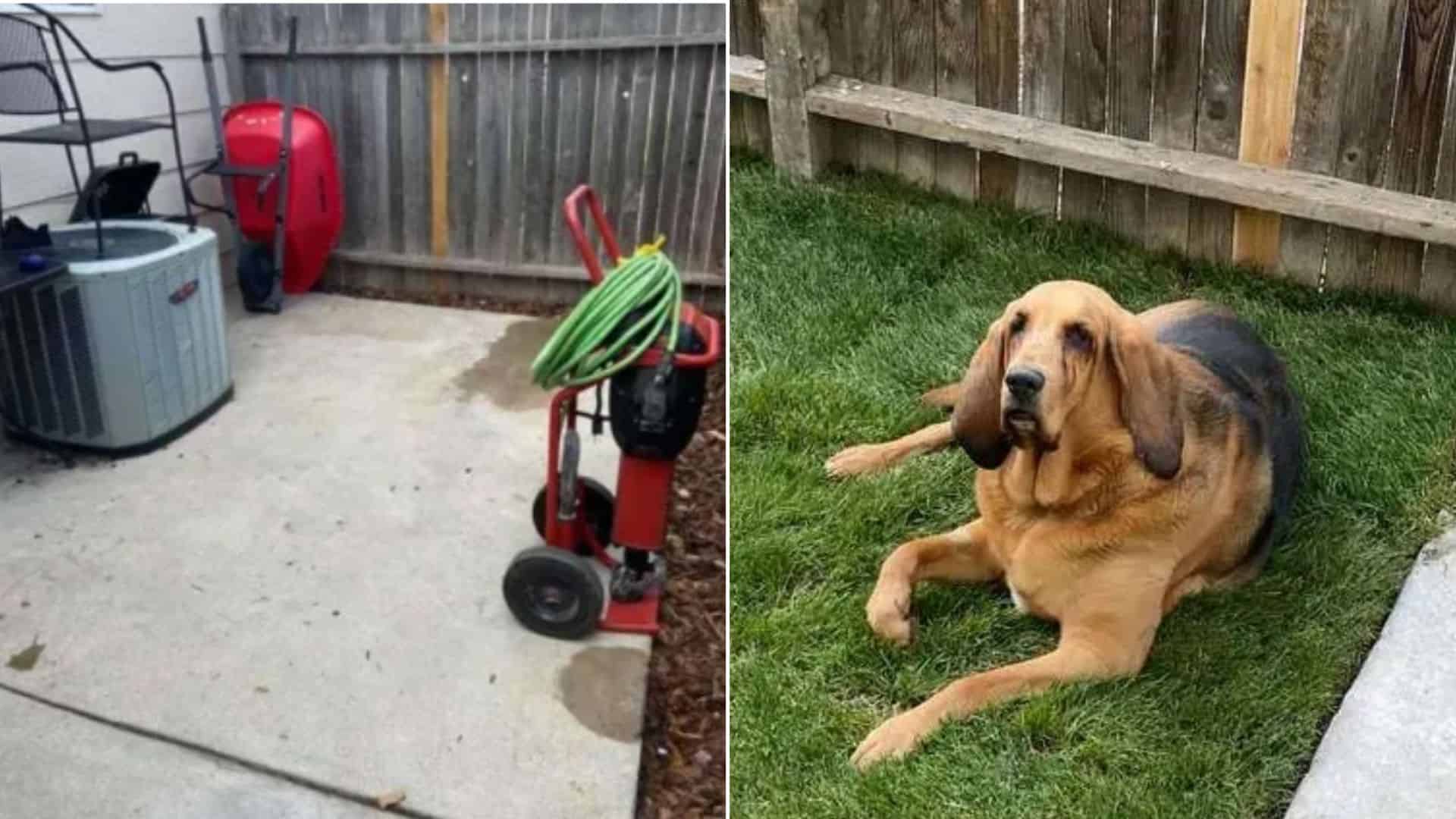 rescue bloodhound dog