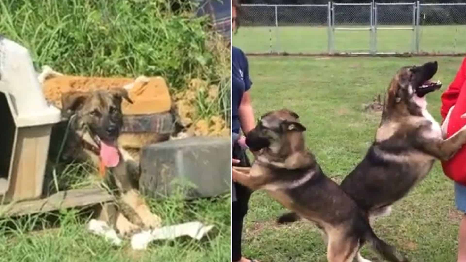 two german shepherd dogs