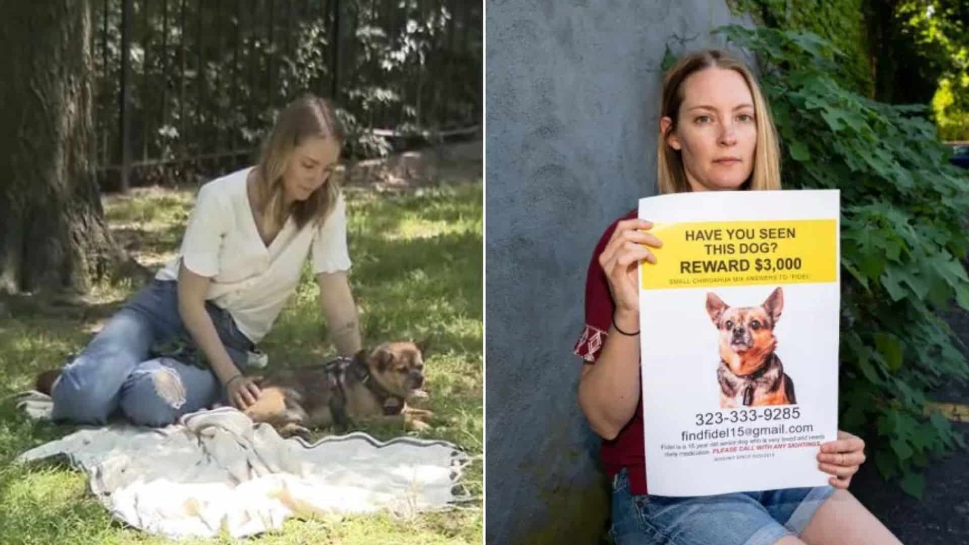 owner finds stolen dog