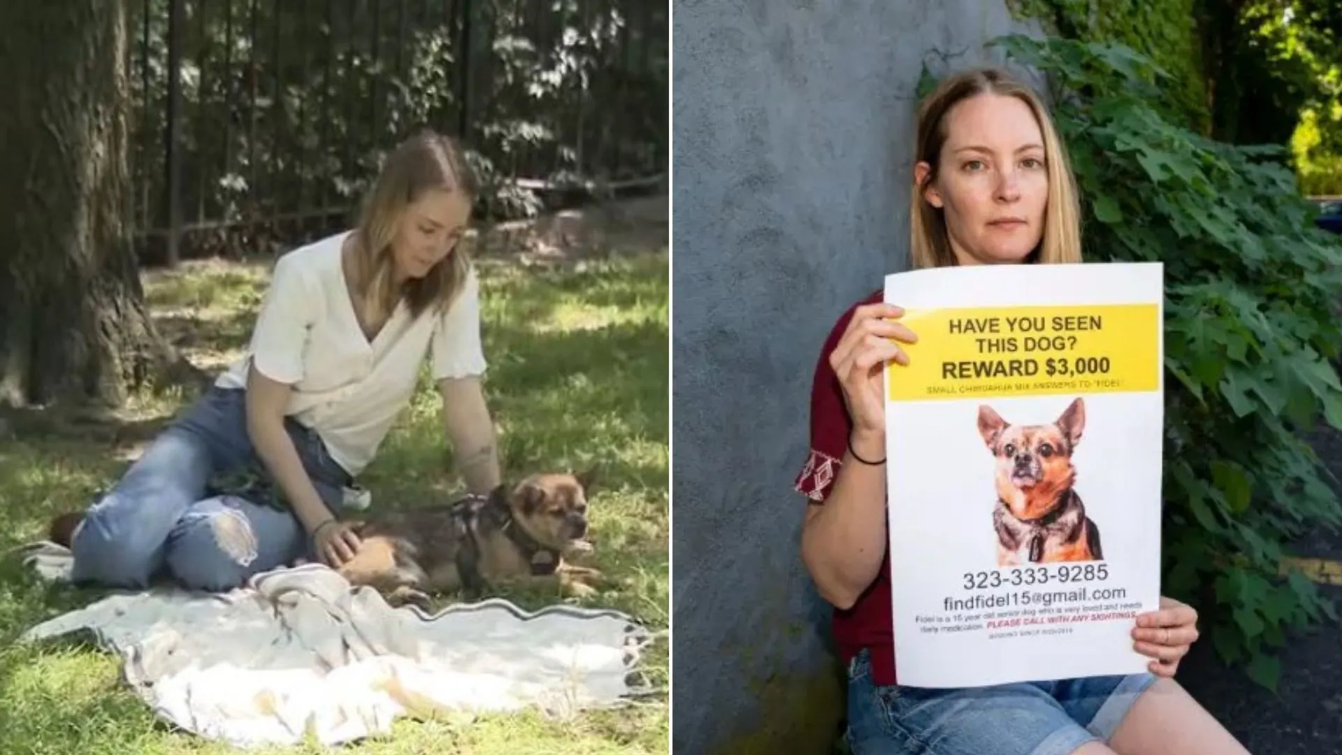 Dueña decidida encuentra a su perro mayor robado y se lo roba