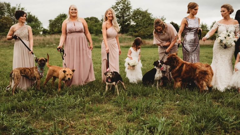 bridesmaids walked adoptable shelter dogs