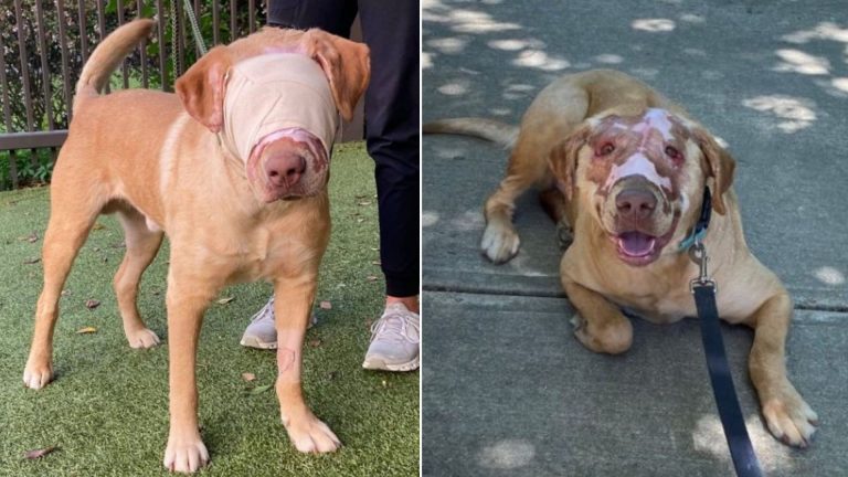 a blindfolded dog