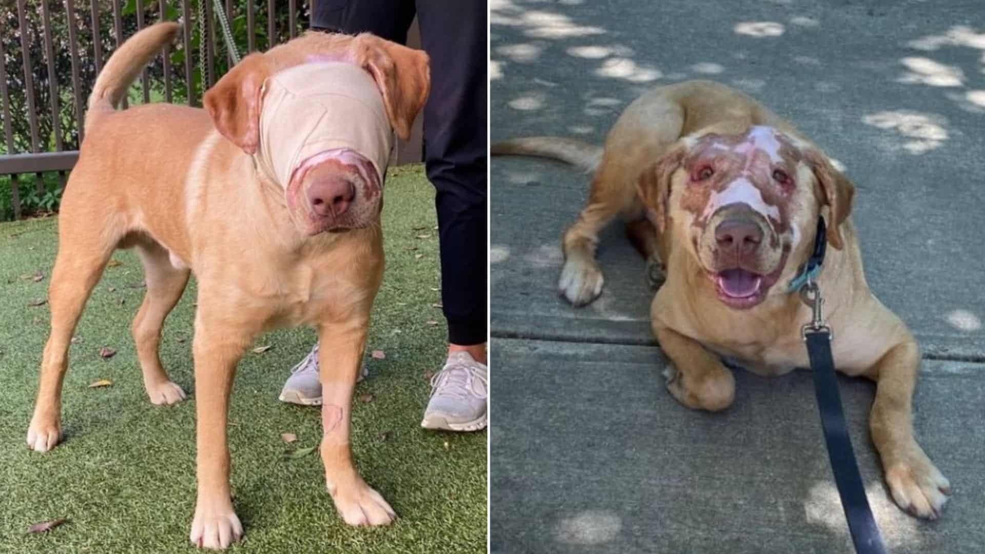 a blindfolded dog