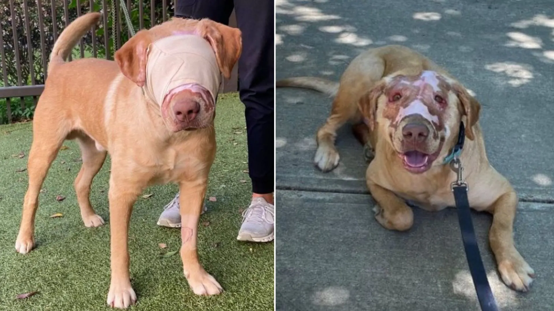 a blindfolded dog