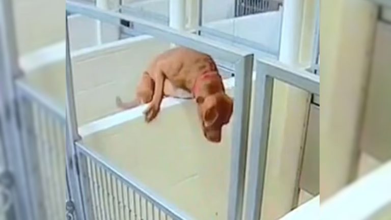 shelter pittie jumping over kennel wall