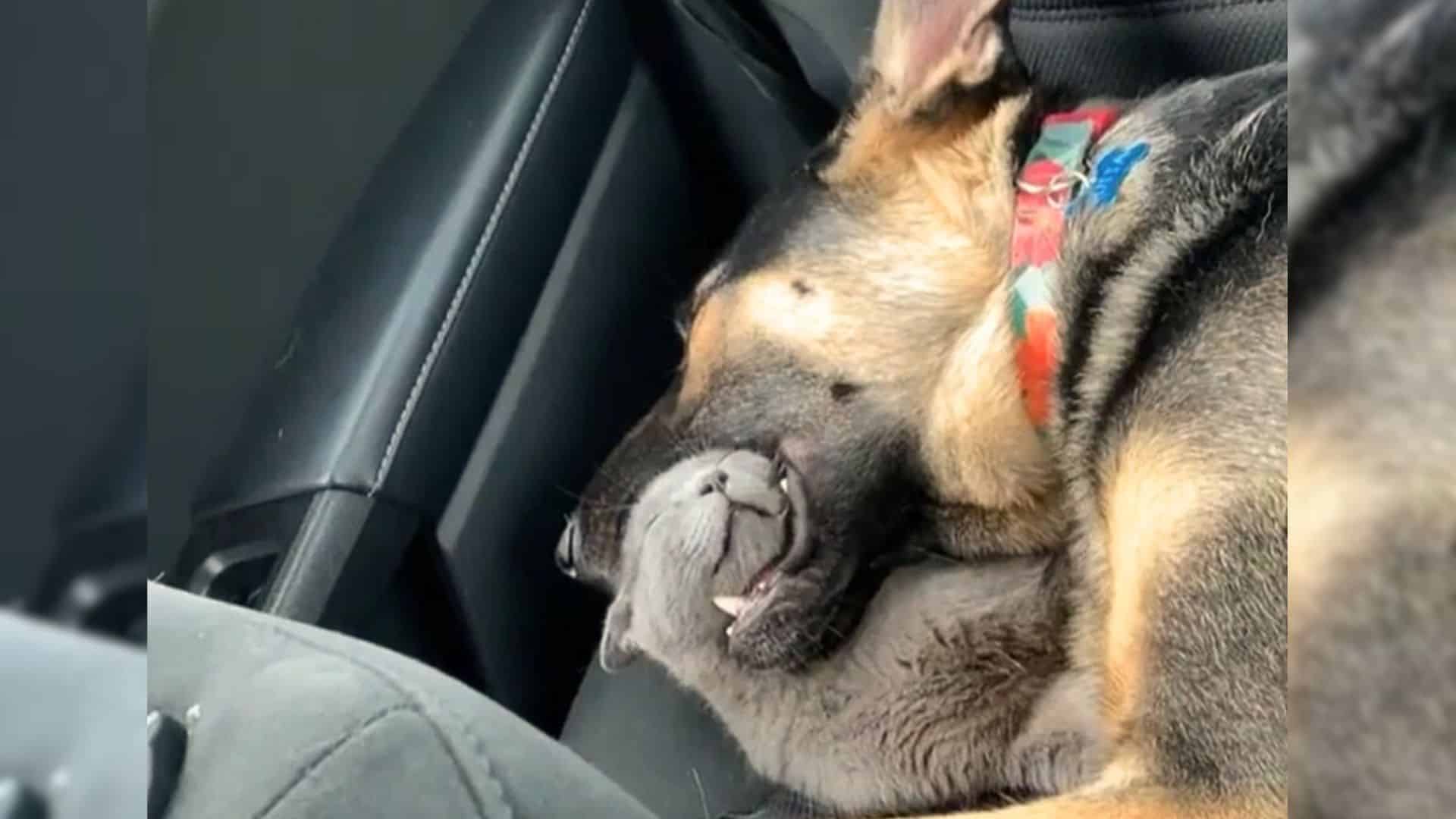 cat falls asleep in german shepherd's mouth