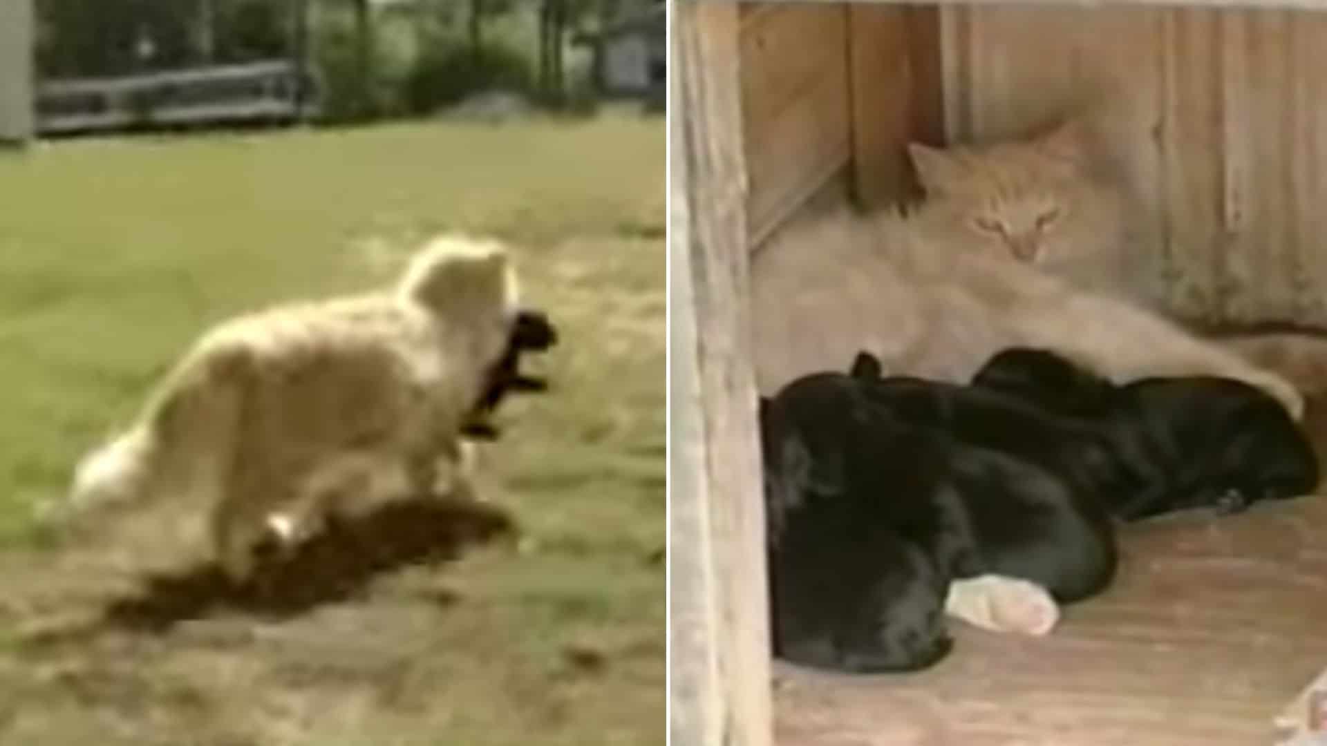 Cat Stole Newborn Puppies