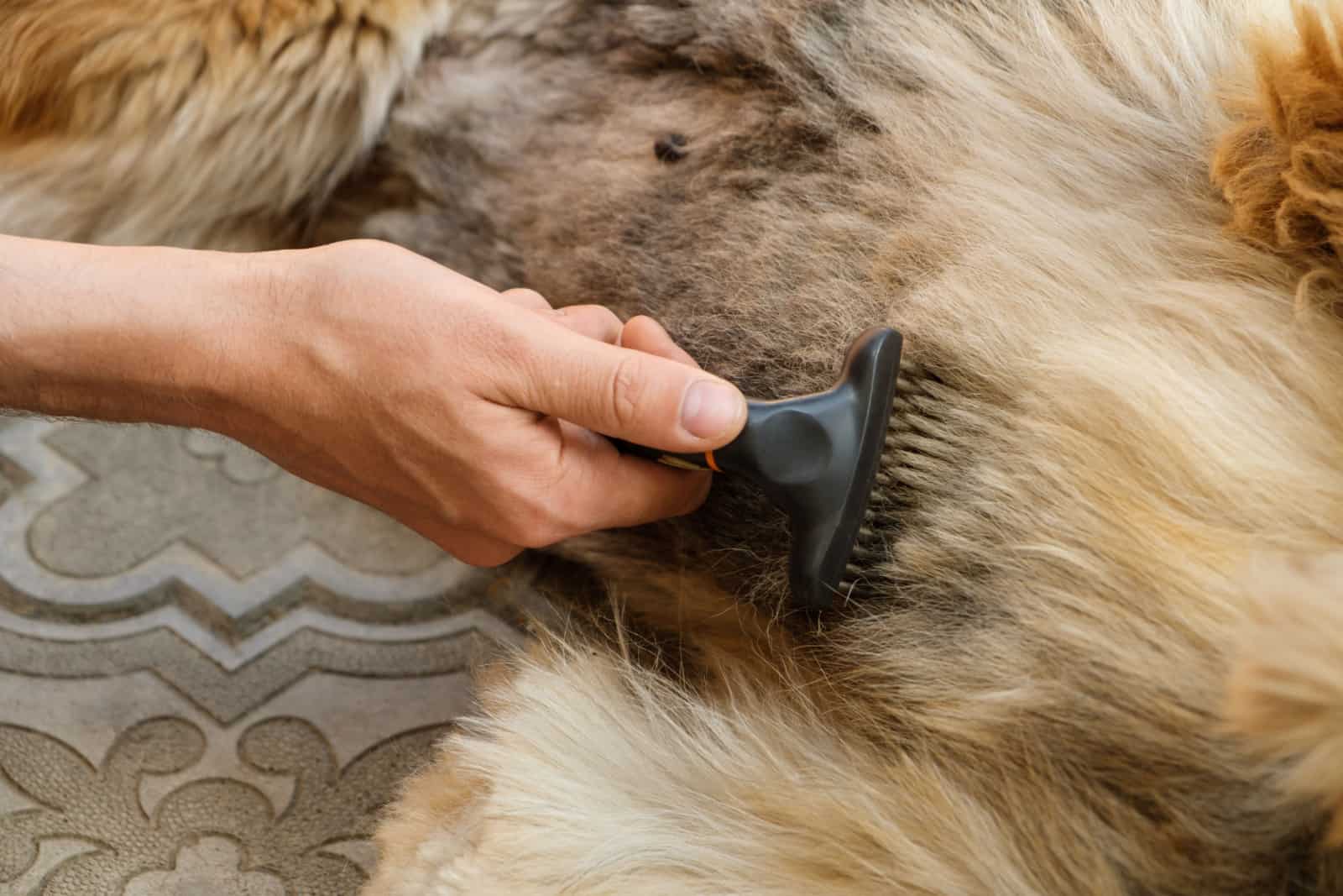 Close up shot of a man coming out fur of a German Shepherd dog, grooming process.