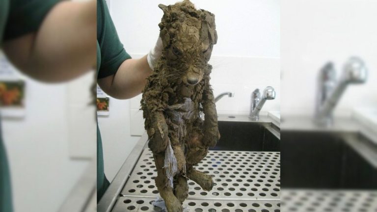 puppy in mud covered