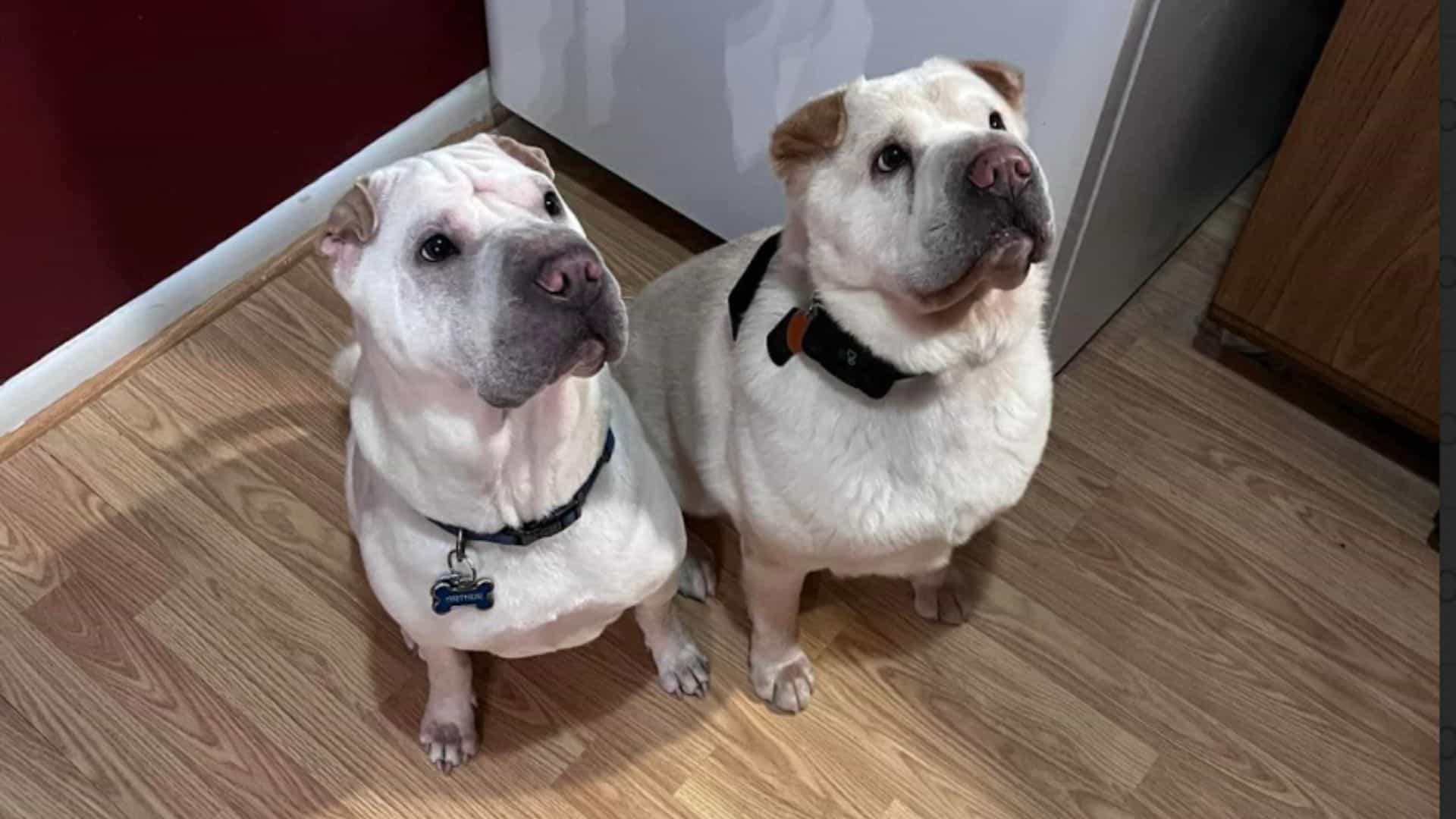 two similar dogs sitting on the floor