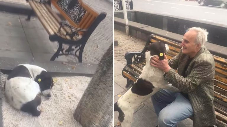 man and his dog reunited