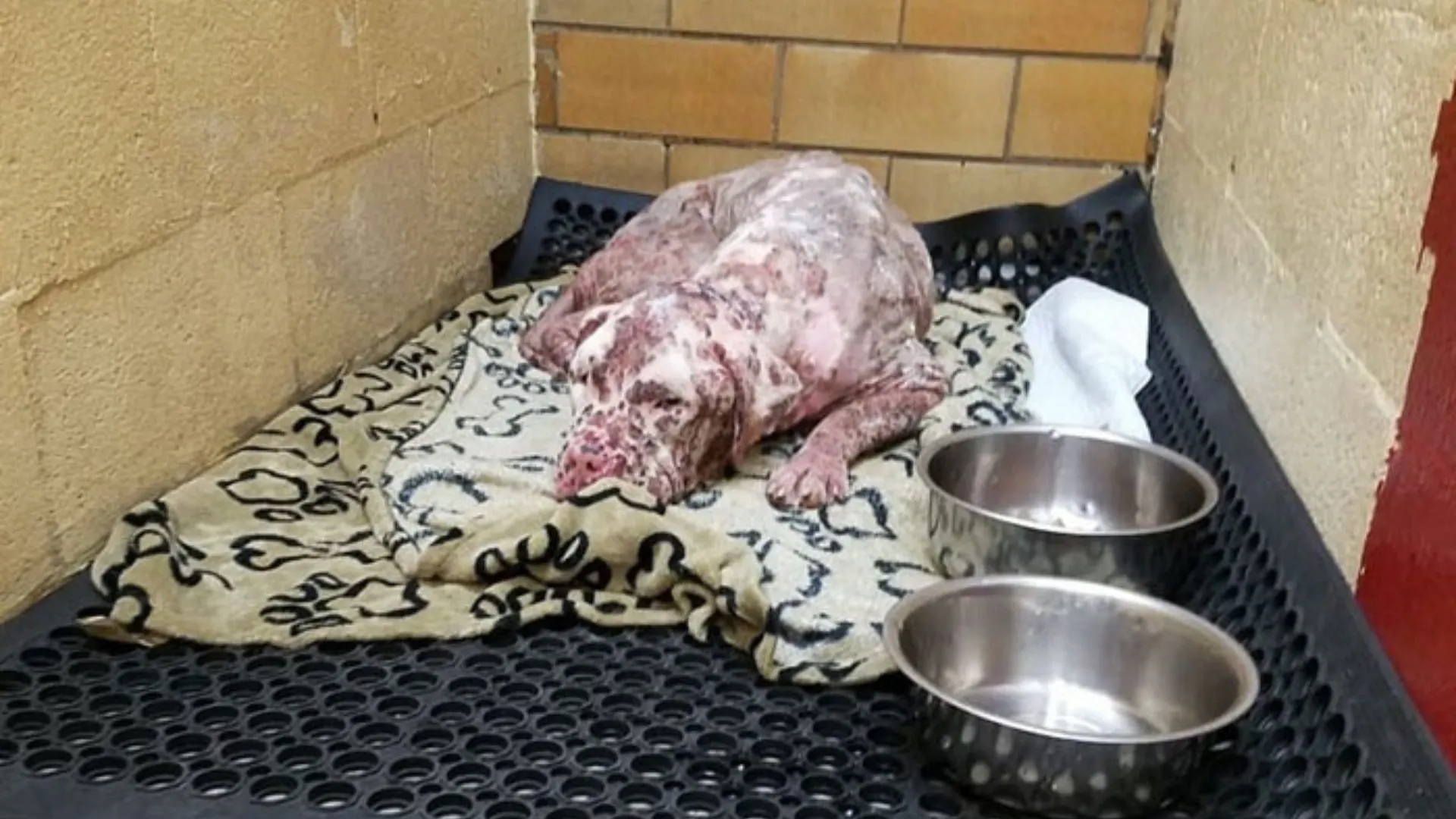 Perro que fue picado por un enjambre de abejas se transformó milagrosamente