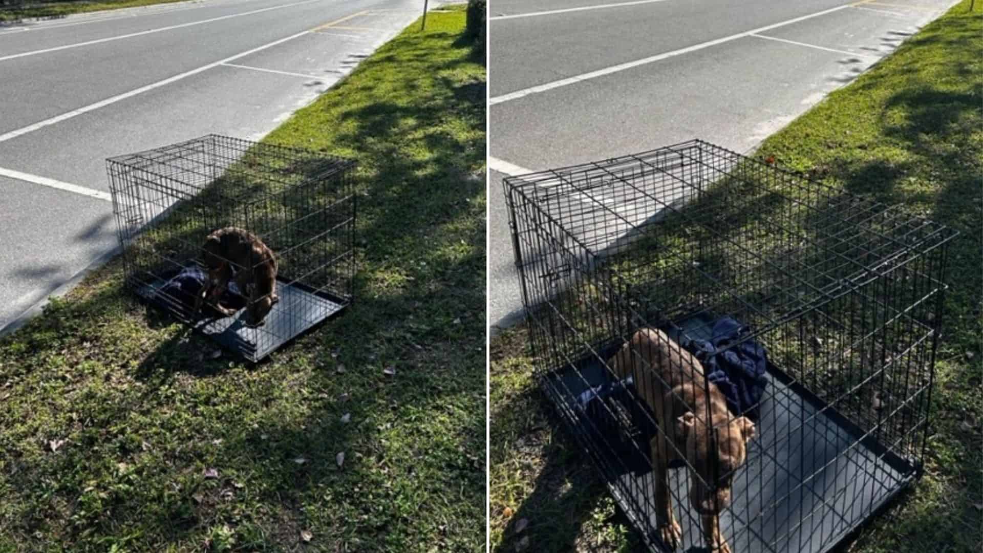 dog abandoned in a cage next to a busy road