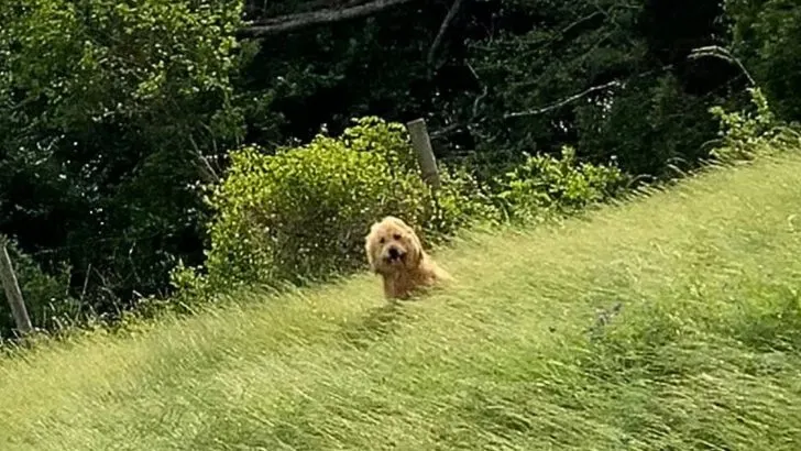 Fluffy Doggo Sits In The Grass Alongside The Road And Waits For His Miracle