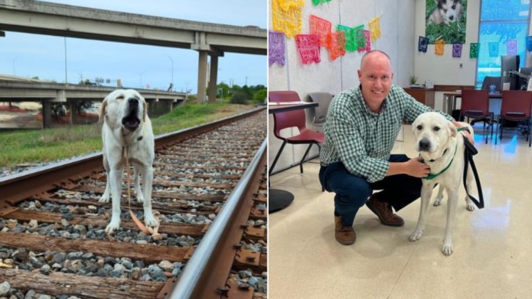 rescued dog