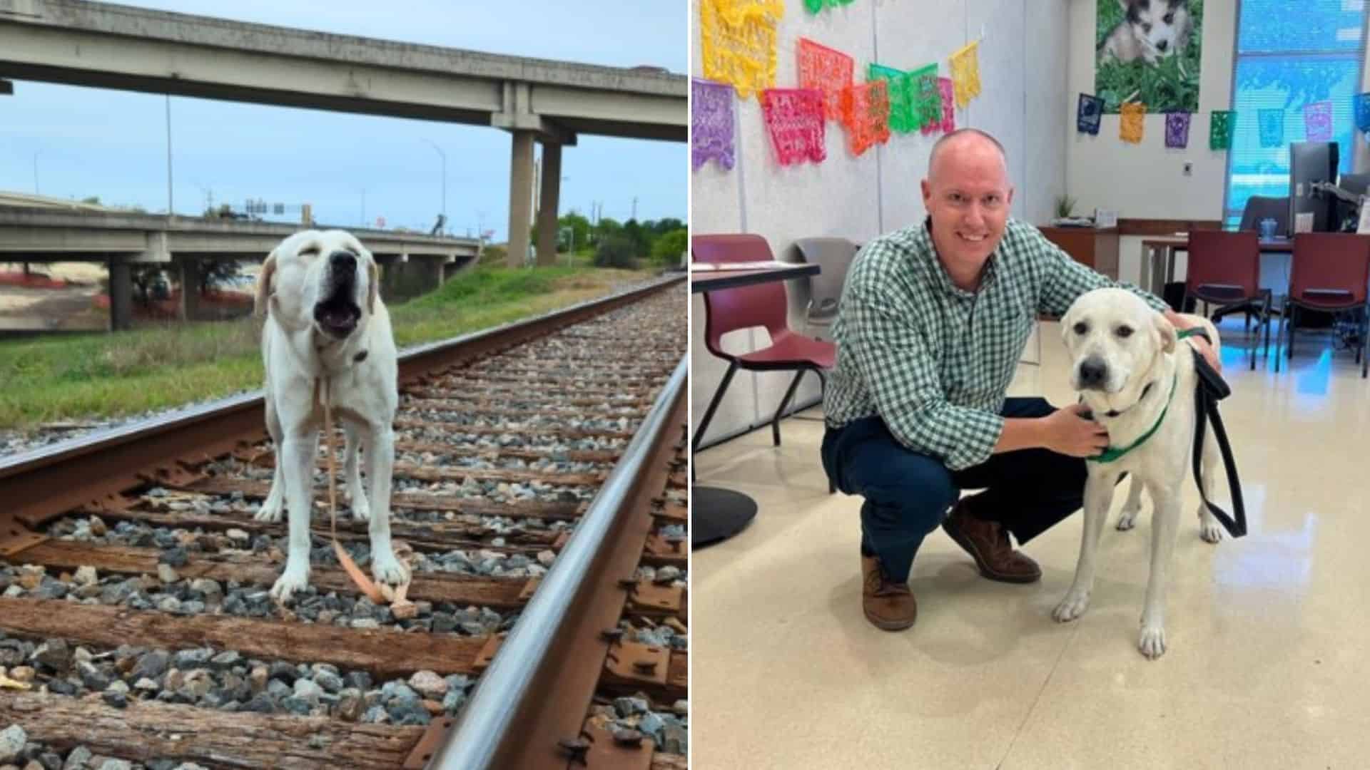 rescued dog