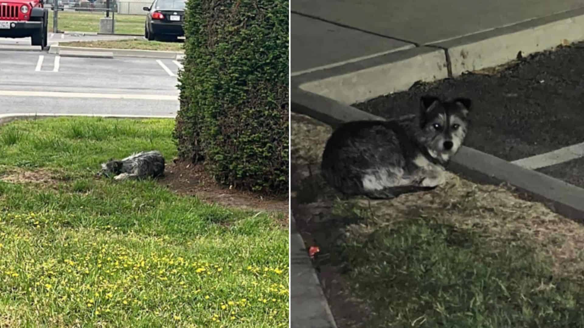 Dog Abandoned At A Parking Lot Spends Weeks There Waiting For Her Family