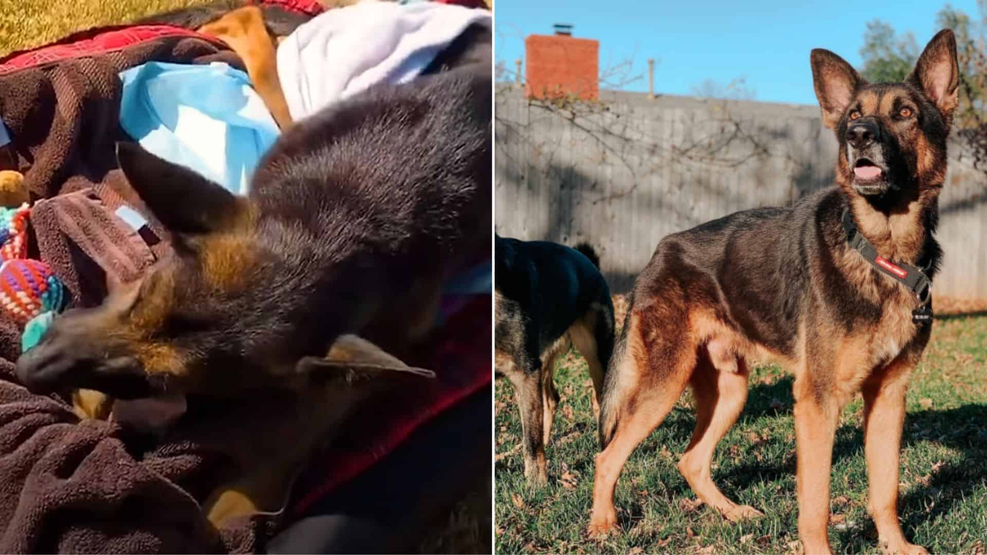 a dog that could not walk