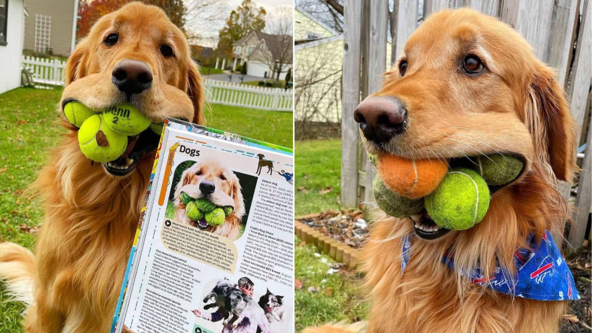 dog holding tennis balls in his mouth