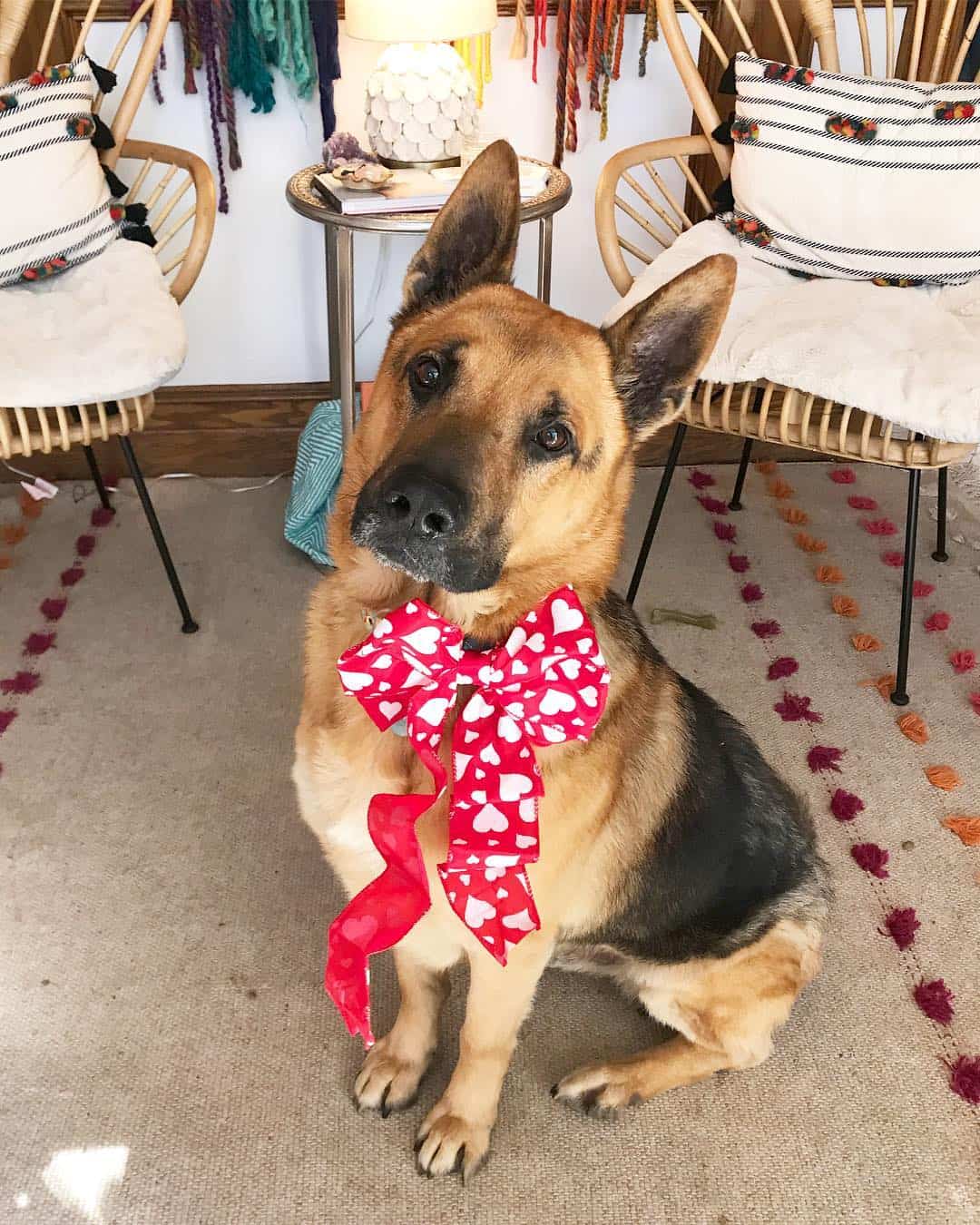 Dude the GSD wearing a bow