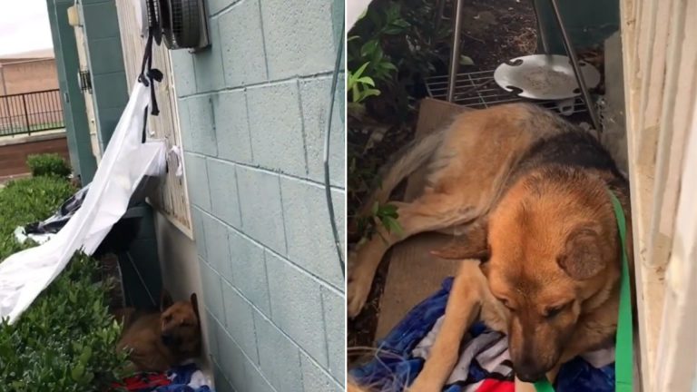 fearful stray dog transforms around his rescuers
