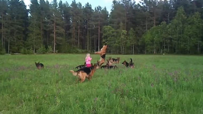 little girl with german shepherd dogs