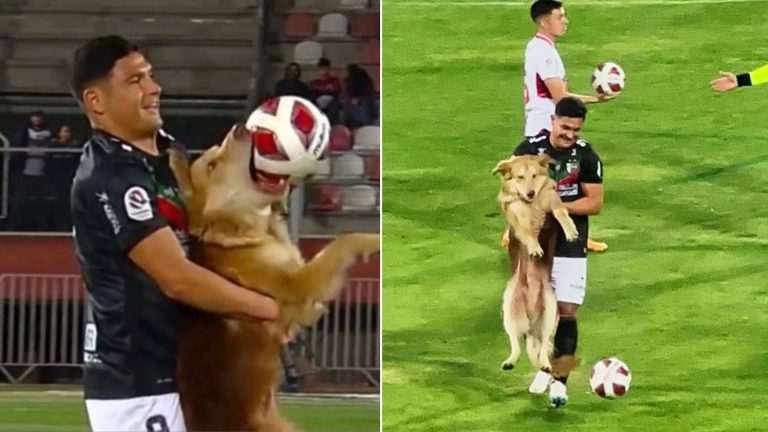 fluffy dog on the pitch