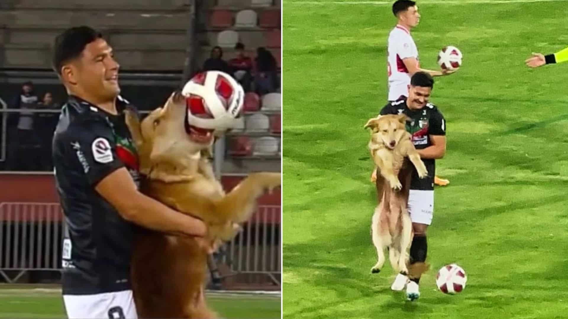 fluffy dog on the pitch