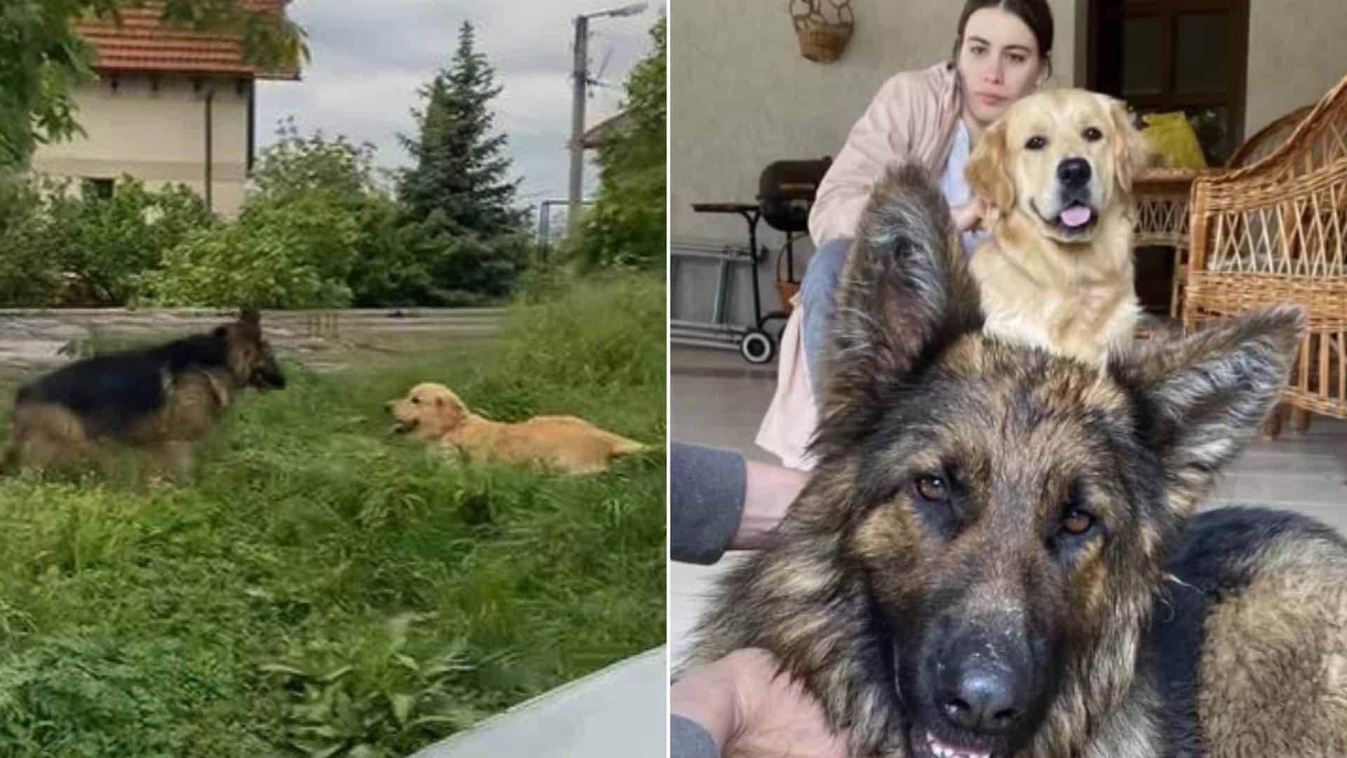 german shepherd and golden retriever in love