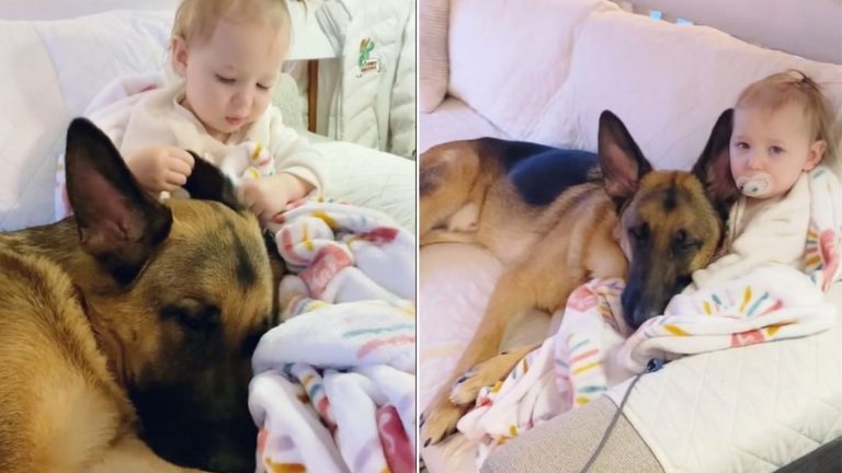 German Shepherd And His Baby Sister