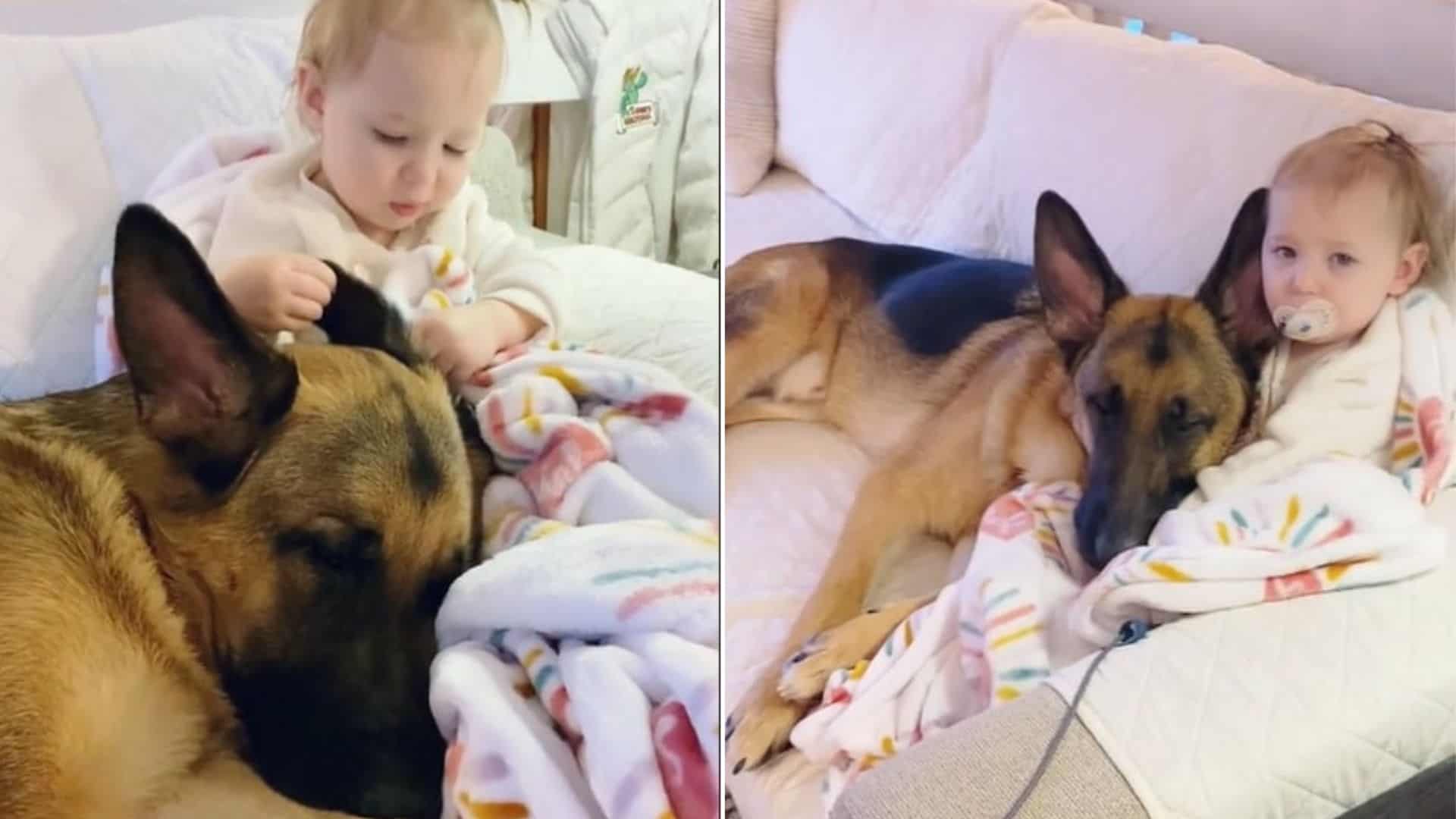 German Shepherd And His Baby Sister
