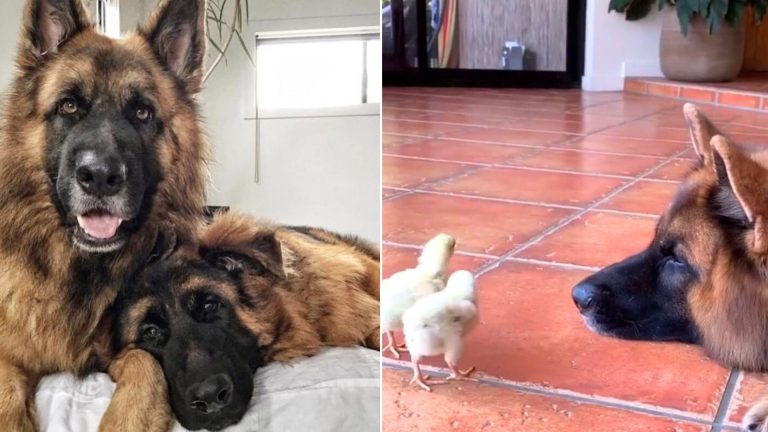 german shepherd dogs and baby chickens