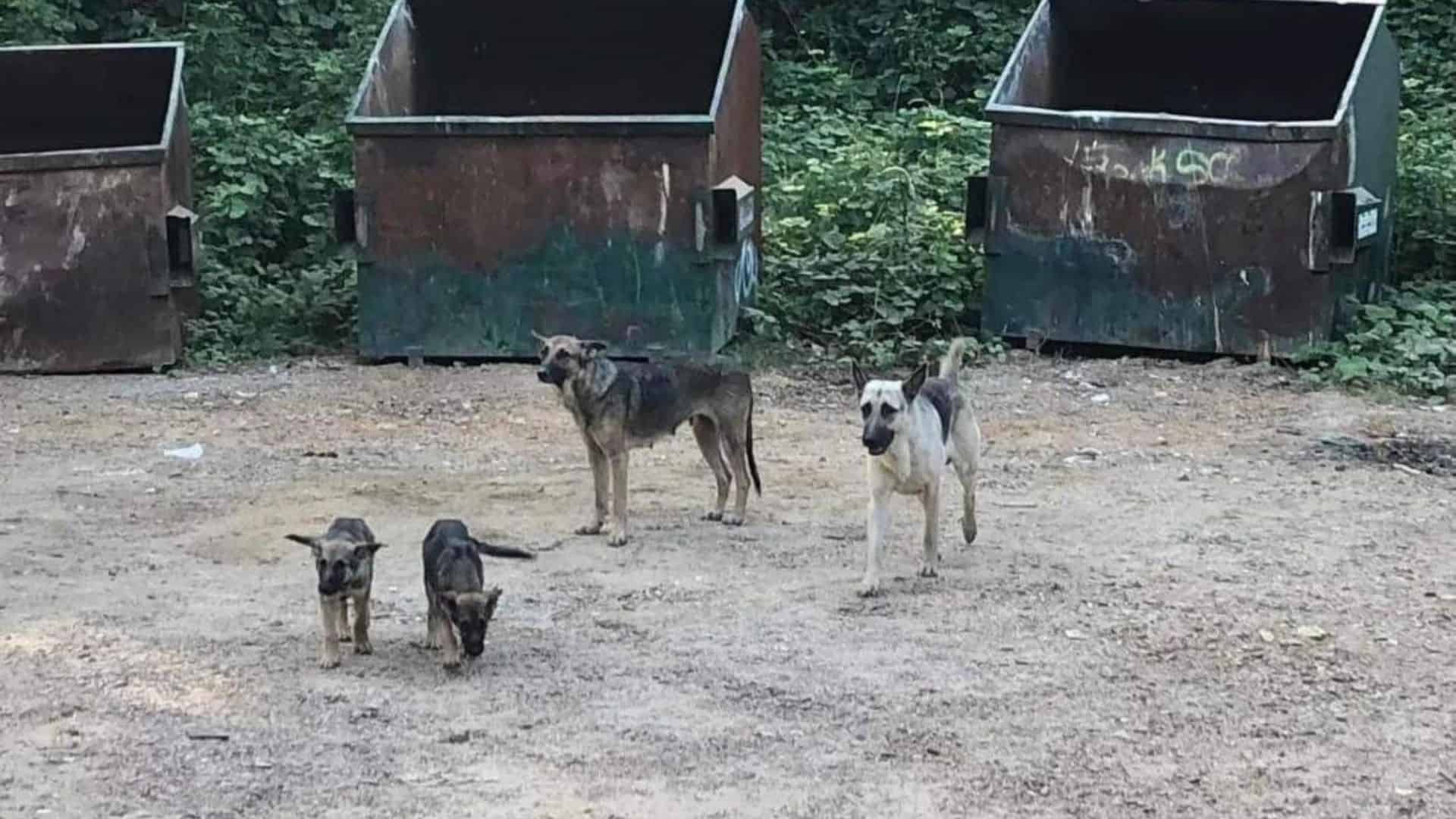 german shepherd family standing near dumpsters
