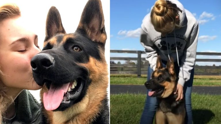 german shepherd and his owner