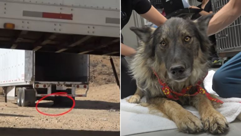german shepherd left behind at a landfill