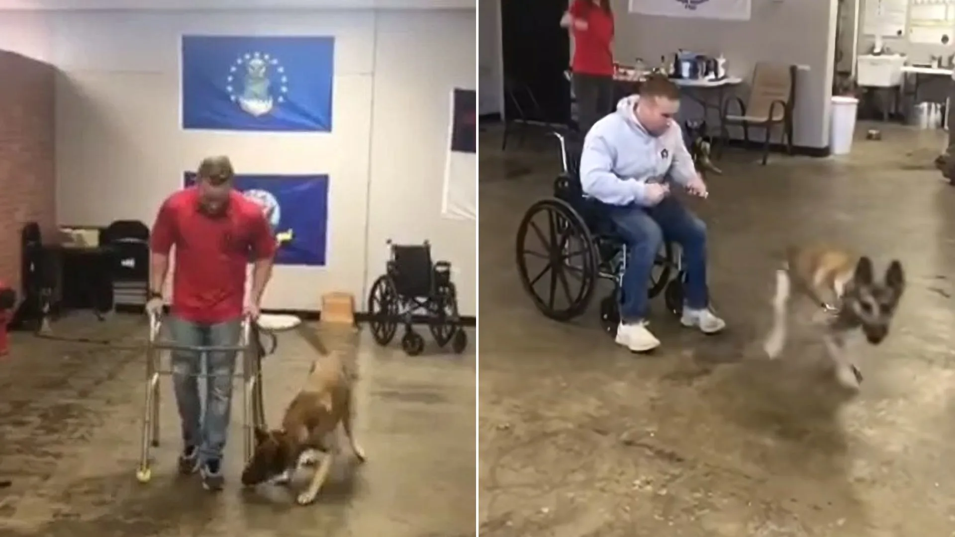 A veces, incluso los pastores alemanes no pasan las pruebas de perros de servicio
