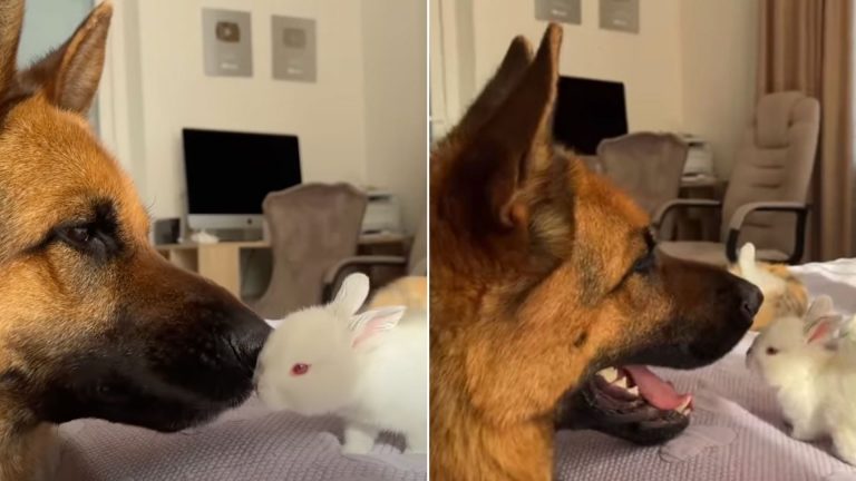 german shepherd dog sniffing tiny bunny